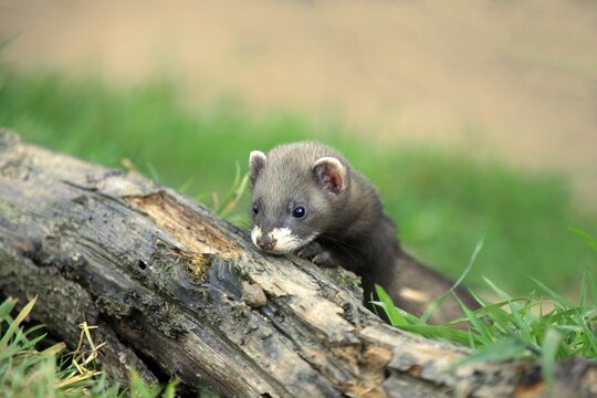 European Polecat (Mustela putorius), young, Surrey, England, United Kingdom