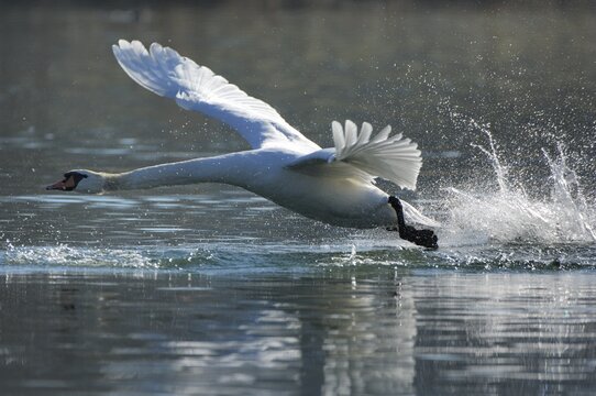 Mute swan (Cygnus olor) taking off