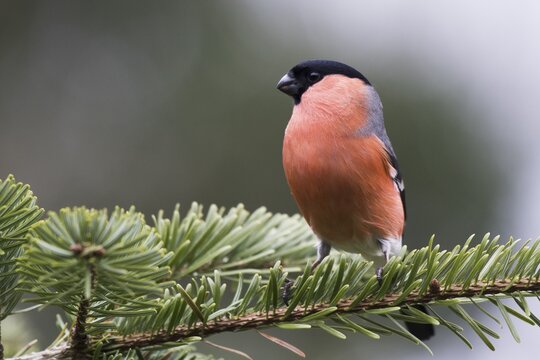 Bullfinch (Pyrrhula pyrrhula), sits on twig of a spruce, Emsland, Lower Saxony, Germany