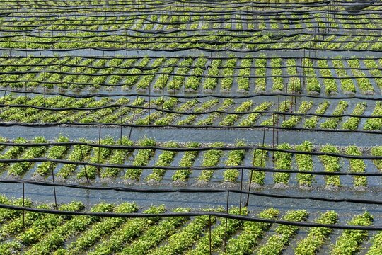 Rows of Wasabi plants in water, Wasabi cultivation, Daio Wasabi Farm, Nagano, Japan