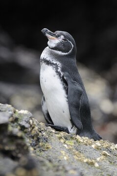 Gal&aacute;pagos Penguin (Spheniscus mendiculus), Bartolom&eacute; Island, Galapagos, Ecuador, South America