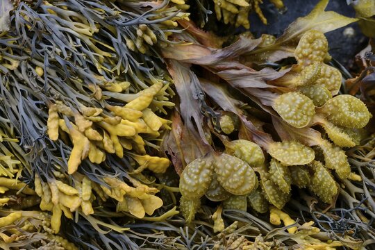 Spiral Wrack or Flat Wrack (Fucus spiralis) and Chanelled Wrack (Pelvetia canaliculata), D&eacute;partement C&ocirc;tes-d&rsquo;Armor, Brittany, France