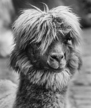 Llama (Lama glama), animal portrait, black and white