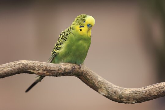 Budgie (Melopsittacus undulatus), sits on branch, captive