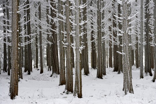 Coniferous forest covered with frost, Lindenberg, Switzerland, Europe