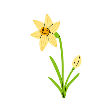 Vector cute yellow daffodil flower with open bloom and closed bud. Simple spring narcissus illustration for easter greeting card, wedding invitation, sticker, pattern, nursery, botanical decor.