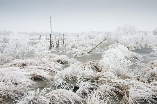 Moor landscape in winter with hoarfrost, Emsland, Lower Saxony, Germany