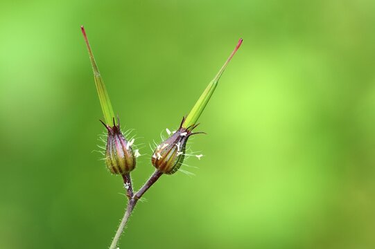 Bud of a Herb Robert, Red Robin, Death come quickly, Storksbill or Robert Geranium (Geranium robertianum), Zug, Switzerland, Europe