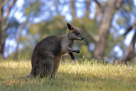 Swamp wallaby (Wallabia bicolor), adult, feeding, Mount Lofty, South Australia, Australia