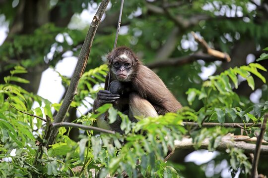 White-bellied spider monkey, long-haired spider monkey (Ateles belzebuth), dam with young animal on tree, occurrence South America, captive