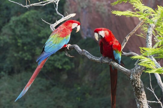 Green-winged Macaws or Red-and-green Macaws (Ara chloropterus), Buraco das Araras, Mato Grosso do Sul, Brazil