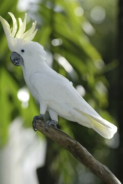 Greater Sulphur-crested Cockatoo, Australia / (Cacatua galerita)