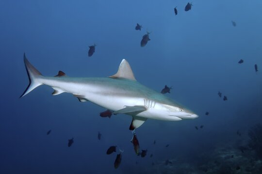 Grey reef shark (Carcharhinus amblyrhynchos) ...swimming in a shoal... Redtoothed triggerfish (Odonus niger) Andaman Sea, Mu Ko Similan National Park, Similan Islands, Phang Nga Province, Thailand