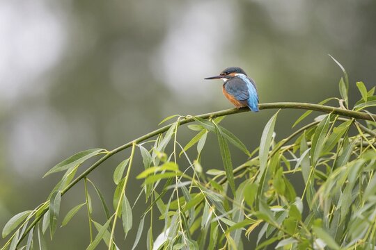 Common kingfisher (Alcedo atthis), female, young bird, sitting on Willow branch (Salix), Hesse, Germany