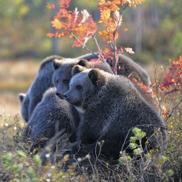 Brown Bears (Ursus arctos), mother bear and cubs in the autumnally coloured taiga or boreal forest, border area to Russia, Kuhmo, Karelia, Finland