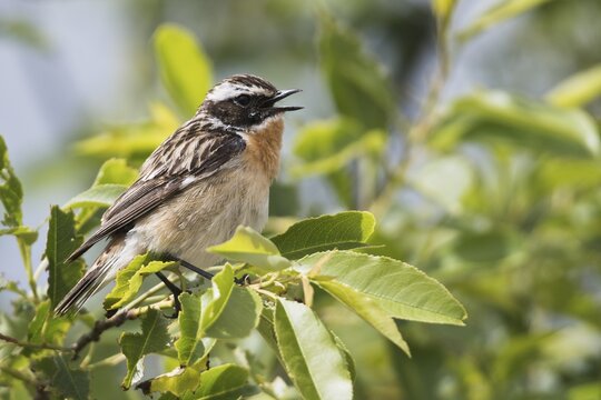 Whinchat (Saxicola rubetra), sitting on a branch and singing, Emsland, Lower Saxony, Germany