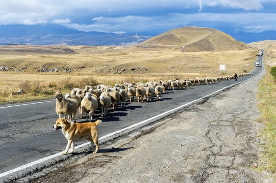 Shephard and Sheepdog conducting a group of sheep down a road, Tavush Province, Armenia