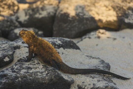 Marine Iguana (Amblyrhynchus cristatus), Mosquera Island, Gal&aacute;pagos Islands, Ecuador
