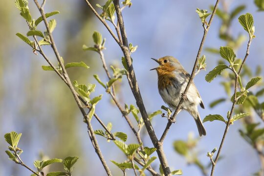 European robin (Erithacus rubecula), singing on branch with fresh green, Hesse, Germany