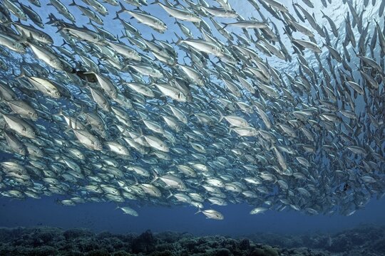 Swarm of fish Bigeye trevallies (Caranx sexfasciatus) swims over coral reef, Great Barrier Reef, Unesco World Heritage, Coral Sea, Pacific, Australia