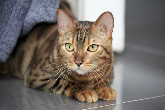 Bengal cat (Felis Catus), Leopardette, adult, peers out from under sofa, Germany