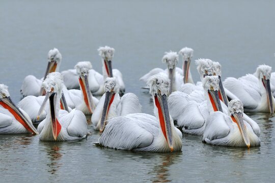 Dalmatian Pelicans (Pelecanus crispus), Lake Kerkini, Greece, Europe