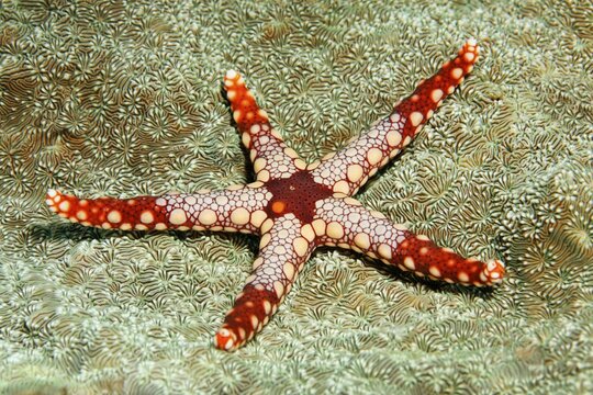 Necklace Sea Star (Fromia monilis), Great Barrier Reef, Unesco World Heritage, Pacific, Australia