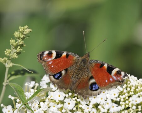 European Peacock (Inachis io) on Buddleja davidii, summer lilac, butterfly-bush or orange eye (Buddleja davidii), Bavaria, Germany, Europe