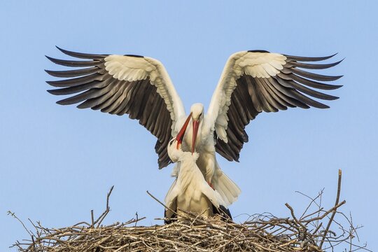 White storks (Ciconia ciconia) mating on the horst,  Hesse, Germany