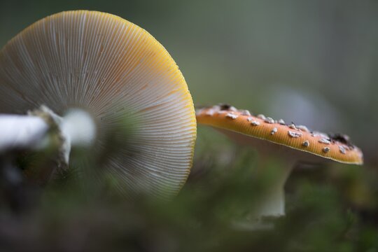 Fly agarics (Amanita muscaria), Emsland, Lower Saxony, Germany