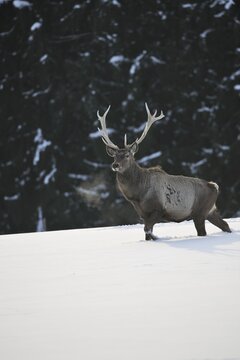 Altai Maral or Wapiti (Cervus canadensis sibiricus), captive, Upper Austria, Austria Europe
