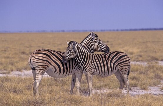 Plains Zebras (Equus quagga) Namibia, Africa