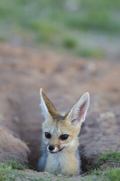 Cape Fox (Vulpes chama), at its burrow, Kalahari Desert, Kgalagadi Transfrontier Park, South Africa