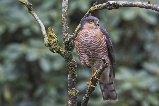Northern goshawk (Accipiter nisus), Emsland, Lower Saxony, Germany