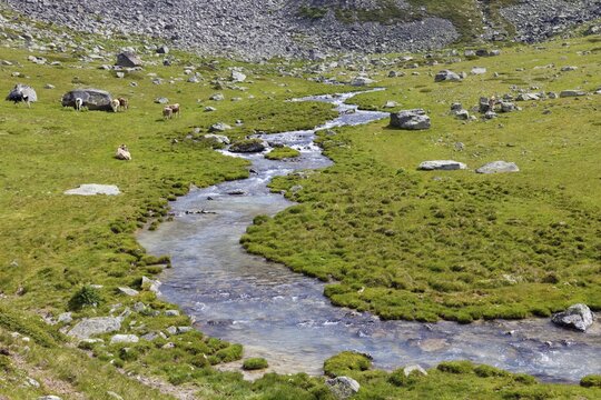 Ascent to the D&uuml;sseldorfer H&uuml;tte via alpine pasture with mountain stream, cows grazing, near mountain village Sulden, Solda, district of the municipality Stilfs, Suldental, Ortler Alps, Ortles, Vinschgau, Trentino-South Tyrol, Italy