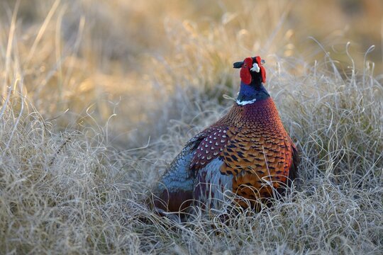 Common Pheasant (Phasianus colchicus), Duinen van Texel National Park, Texel, West Frisian Islands, province of North Holland, The Netherlands