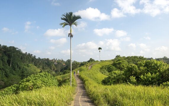 Hiking trail, paved path through tropical vegetation, Campuhan Ridge Walk, Bukit Campuhan, Tjampuhan's Sacred Hill, Ubud, Bali, Indonesia