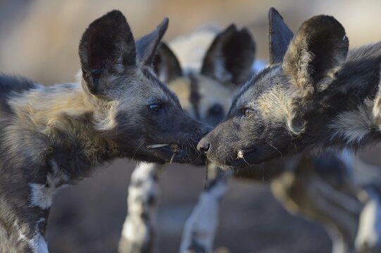 African wild dog (Lycaon pictus), playing puppies, Zimanga Game Reserve, KwaZulu-Natal, South Africa