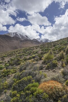 Maihueniopsis cacti (Maihueniopsis colorea) growing on the slopes of the Taapac&aacute; volcano, Putre, Arica and Parinacota Region, Chile
