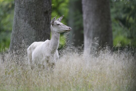 Red Deer (Cervus elaphus), white, Denmark