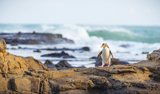 Yellow-eyed penguin, Hoiho (Megadyptes antipodes) on rocks, Petrified Forest, Curio Bay, Southlands, South Island, New Zealand