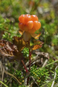 Cloudberry (Rubus chamaemorus), Troms, Norway