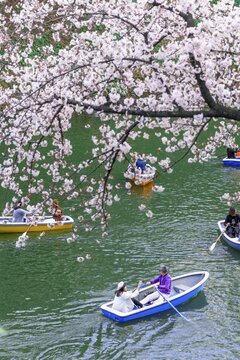 Japanese rowing in boats on the Imperial Palace canal to cherry blossom, Hanami moored, blossoming cherry trees, Chidorigafuchi Green Way, Tokyo, Japan