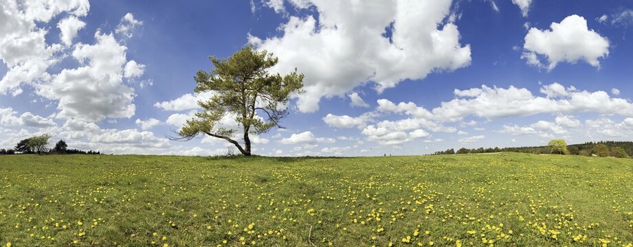 Single pine with cloudy sky at Titting, Eichstaett district, Bavaria, Germany, Europe