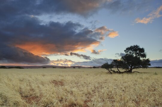 Evening mood at the edge of the Namib Desert near Sesriem after rainfall, Namibia, Africa