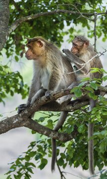 Rhesus monkeys (Macaca mulatta) grooming, Mudumalai Wildlife Sanctuary, Tamil Nadu, India