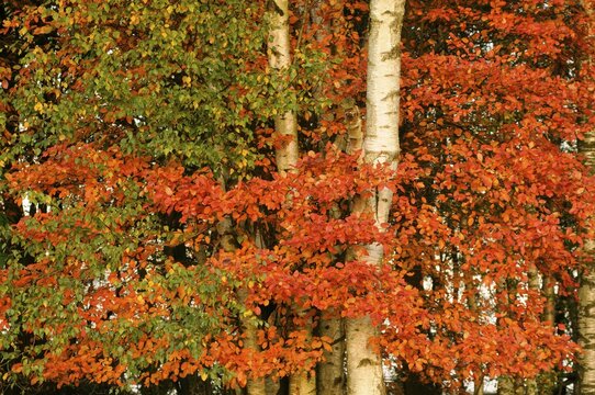 Autumn foliage of Birch (Betula pendula) and Shadblow serviceberry (Amelanchier canadensis)