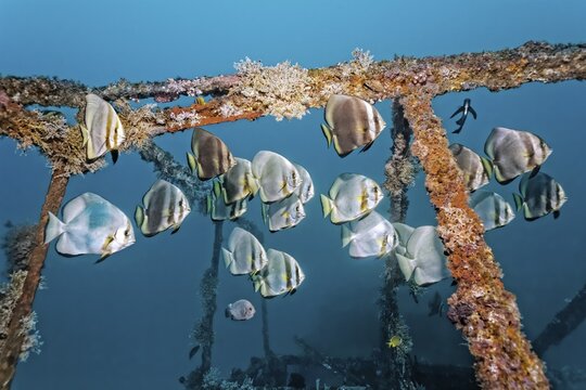 School of teira batfish (Platax teira) above the Alma Jane wreck, Sabang Beach, Puerto Galera, Mindoro, Philippines