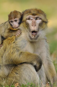 Barbary macaques (Macaca sylvanus) in Naturzoo Rheine zo, North Rhine-Westphalia, Germany, Europe
