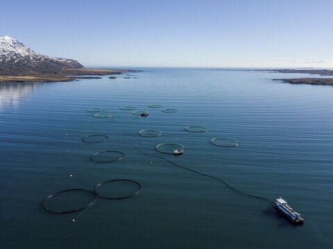 Aerial view, fish farming in large free-water nets in the sea, fjord, Iceland